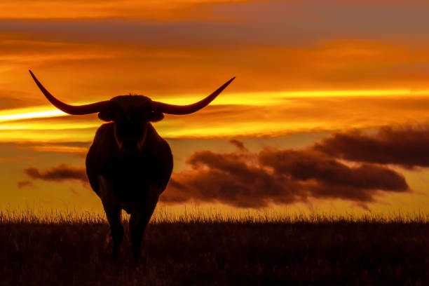 Silhouette of bull against vibrant sunset sky